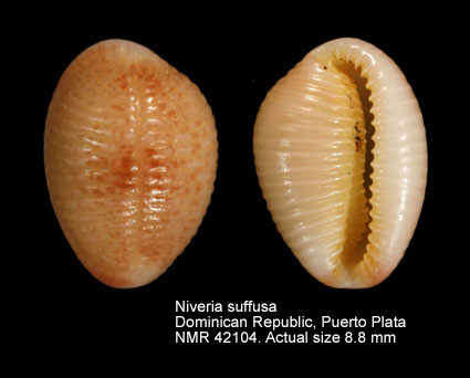 Niveria suffusa (4).jpg - Niveria suffusa (J.E.Gray,1832)